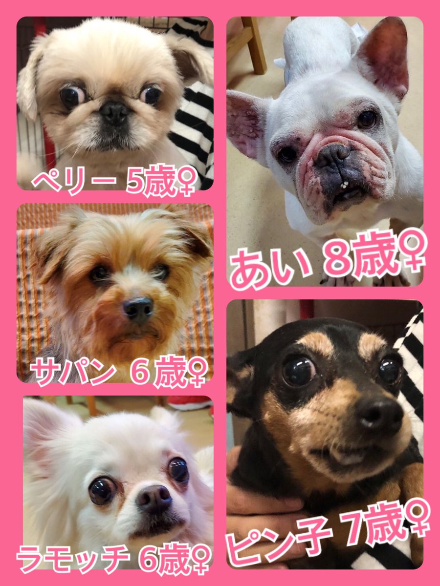 🐾今日の里親様募集中ワンコ🐶メンバーです🐾2020,5,17